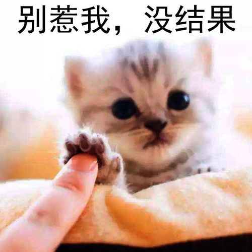 渣猫爱不爱表情包猫咪与渣女表情包真是绝配啊