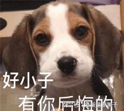 狗狗把自己当人的四个行为,你家狗子有吗