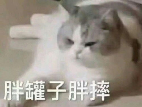 萌宠表情包我要吃软饭