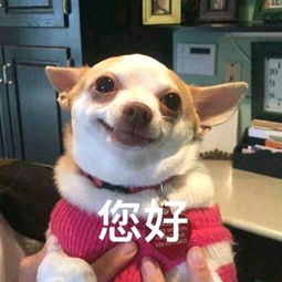 狗狗表情包合集我怎么活成这副狗样