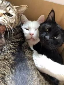 猫咪搞笑表情包睡姿