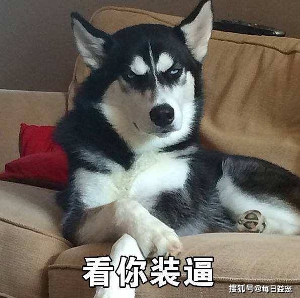 新学期的宿舍安排出来了,上铺睡的不是同学,竟是一只哈士奇
