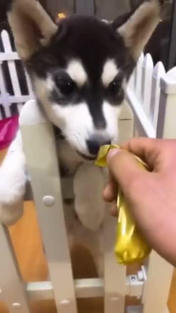 当二哈碰上愤怒鸡,它这是什么脾气