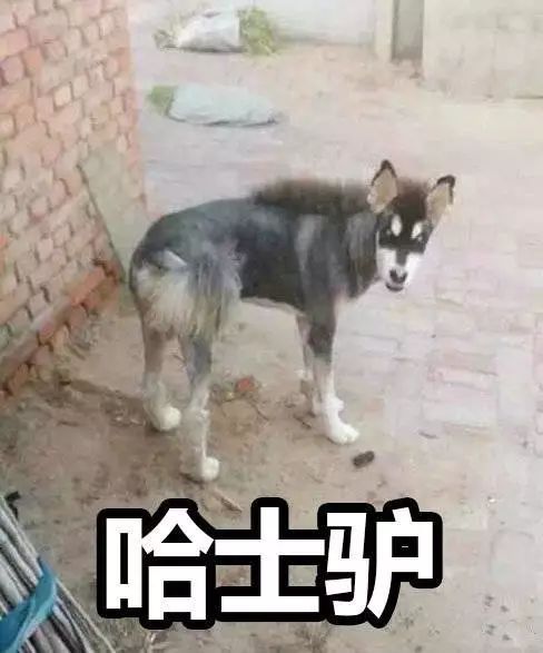 搞笑表情文字哈士奇