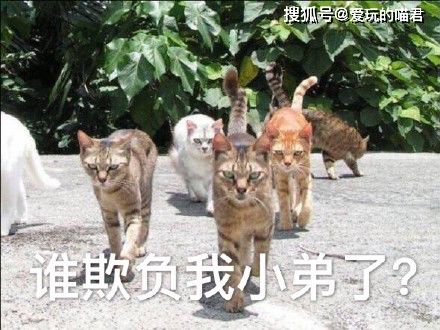 王者荣耀新英雄蒙恬将上线,他的四名士兵成亮点,网友脑洞笑死人