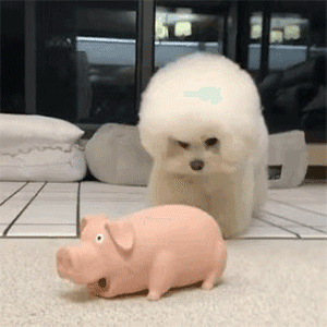 一些奇奇怪怪的狗狗表情包3