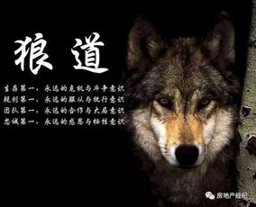 什么是狼的精神