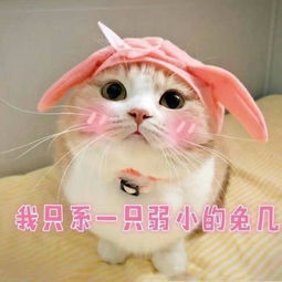 萌猫有趣表情包,我带着可爱和萌萌哒,日常打卡来了
