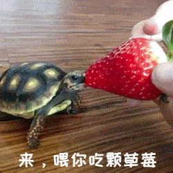 日常沙雕搞笑表情包