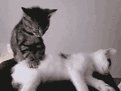 给我一个搞笑猫咪的gif