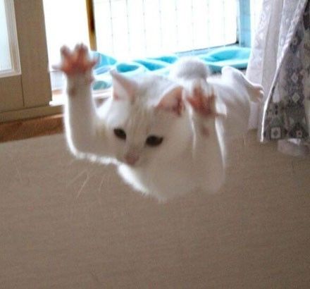 这两只猫平时挺正常的,但一到打架时间之后,哈哈疯了疯了...