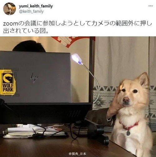 今日趣闻出现在时装秀上的美食家四头身的小水獭等