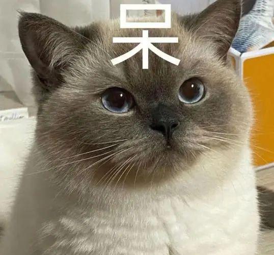 流浪猫硬挤进门,丑态百出求收养,为了有个家真的拼了