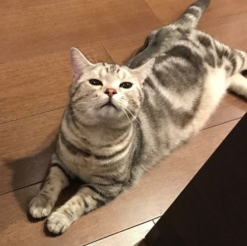 吸猫大会美国短毛猫silva