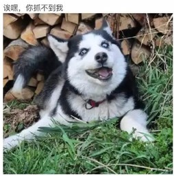 哈士奇表情包搞笑表情包