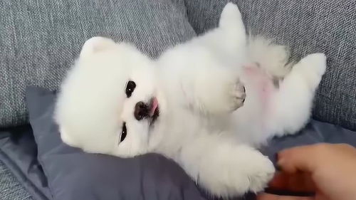 呆萌博美倒头就睡,小表情太好玩不要打扰宝宝睡觉