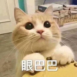 可爱猫猫的表情包合集咋回事呢,小老弟