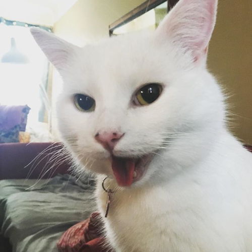 表情包主人一只猫走红