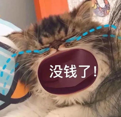 猫咪张大嘴哭表情包全集