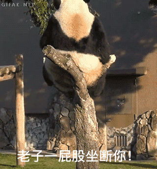 熊猫表情包动图