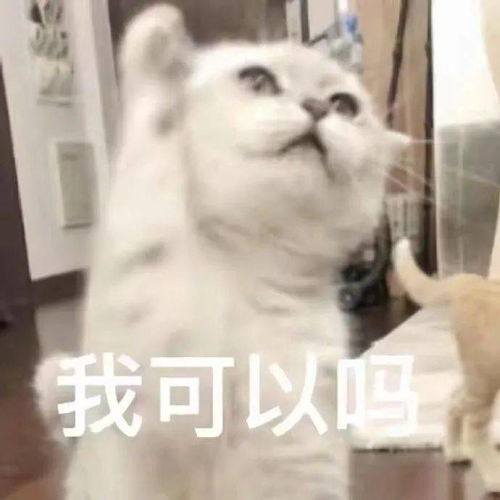 沙雕搞笑猫猫表情包