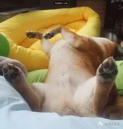 柴犬一直被称为行走的表情包,牠们总能在不经意间做出有趣的表情