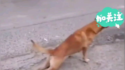爆笑,狗子的沙雕行为