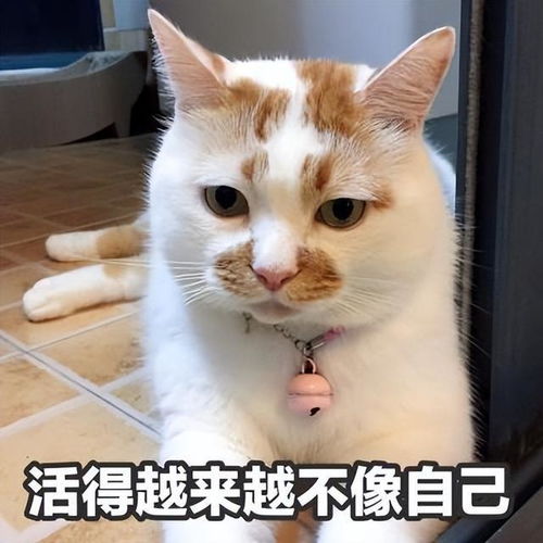 中国人给猫咪取名,气质这块,拿捏得死死的