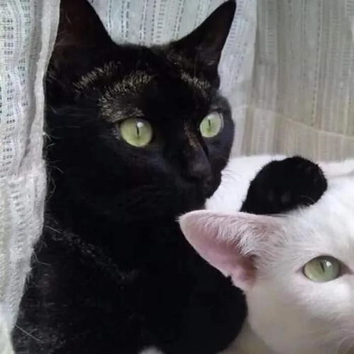 有哪些好看的猫咪情头