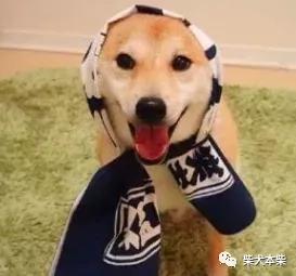 柴犬小知识之柴犬也会有压力