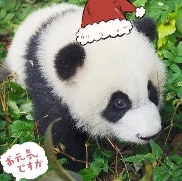 聊天表情库熊猫宝宝可爱表情包炸弹又来啦