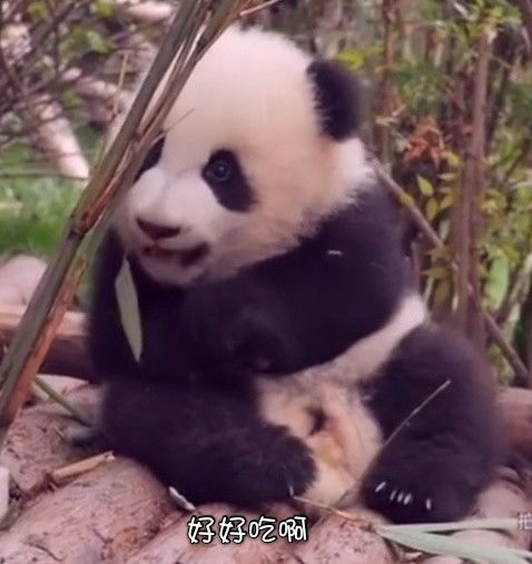 聊天表情库熊猫宝宝可爱表情包炸弹又来啦