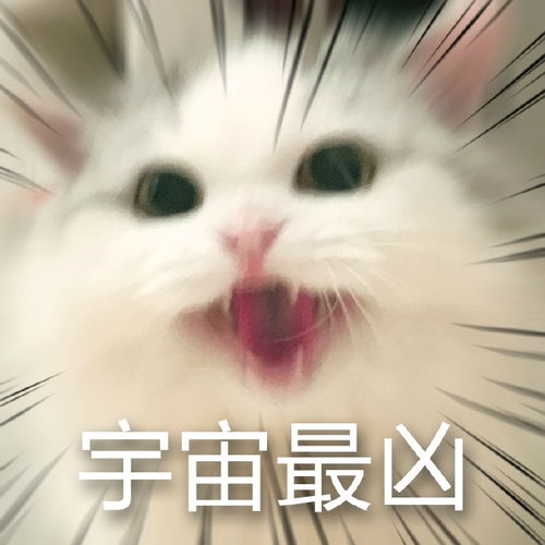 白猫表情包搞笑