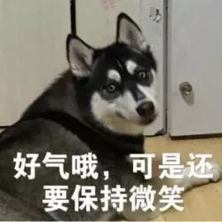 哈士奇当上警犬之后哈哈哈哈哈哈哈哈哈哈怕了怕了