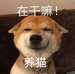 抢津贴啦别再让我叠猫猫了,这里的津贴抢到手软