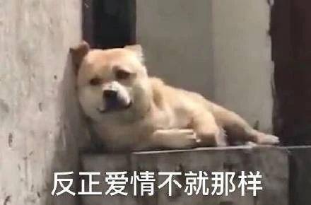 在迪拜开超跑的女人都是做啥的今天又是想成为富婆的一天