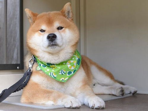 表情最丰富的柴犬,被誉为柴犬中的王中王,还是出过写真的狗狗