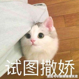 爆笑段子在淘宝上买一件衣服,卖家说上图好评立马返现五元室友