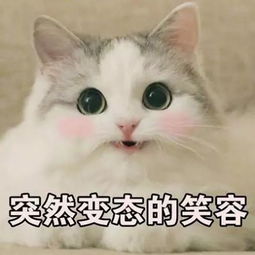 性感小太妹和小奶狗,秃头男,壮汉的奇幻之旅