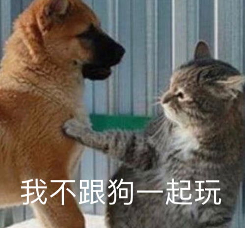 沙雕表情包l在线撒网