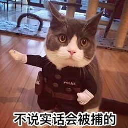喵星人爆笑版表情包,微信聊天必备啊....
