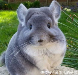 吸一波圆滚滚肥嘟嘟的龙猫吧,网友动画诚不欺我也