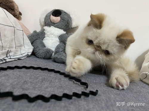 养一只加菲猫是什么体验