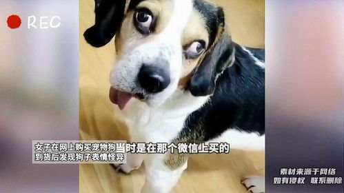 女子在网上购买宠物狗,到货后发现狗子表情怪异