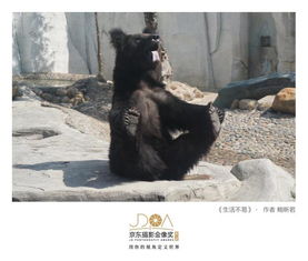 动物表情包大赛落幕,赢家却是2019京东摄影金像奖