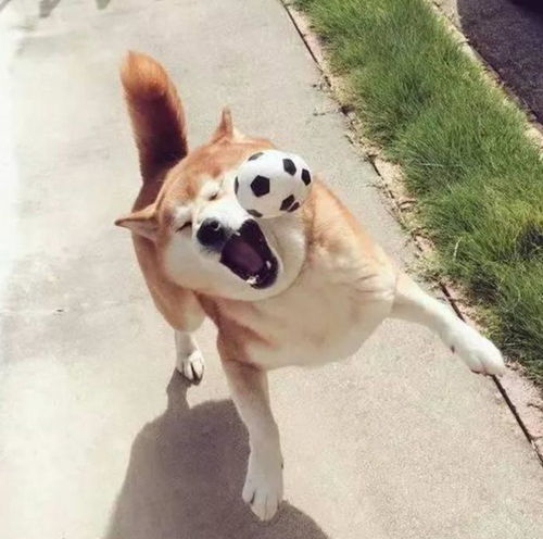柴犬真是能萌动世界啊行走的表情包,不愧是唯一能和二哈抗衡的狗子