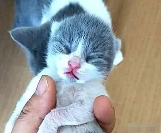 猫咪生下一窝小奶猫,主人偷偷抓起一只,接下来一幕太好笑