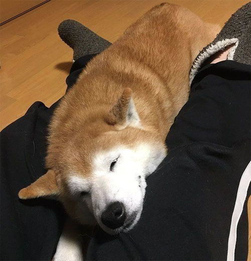 主人外出没带狗狗,柴犬的表情仿佛世界末日,你要抛家弃子吗
