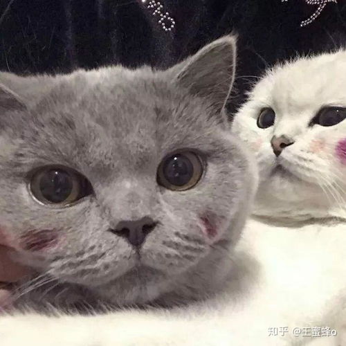 宠物卡通头像大全萌情头