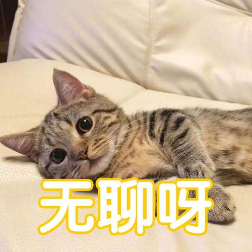 猫也会感觉到无聊出现这几种情况铲屎官就要注意啦